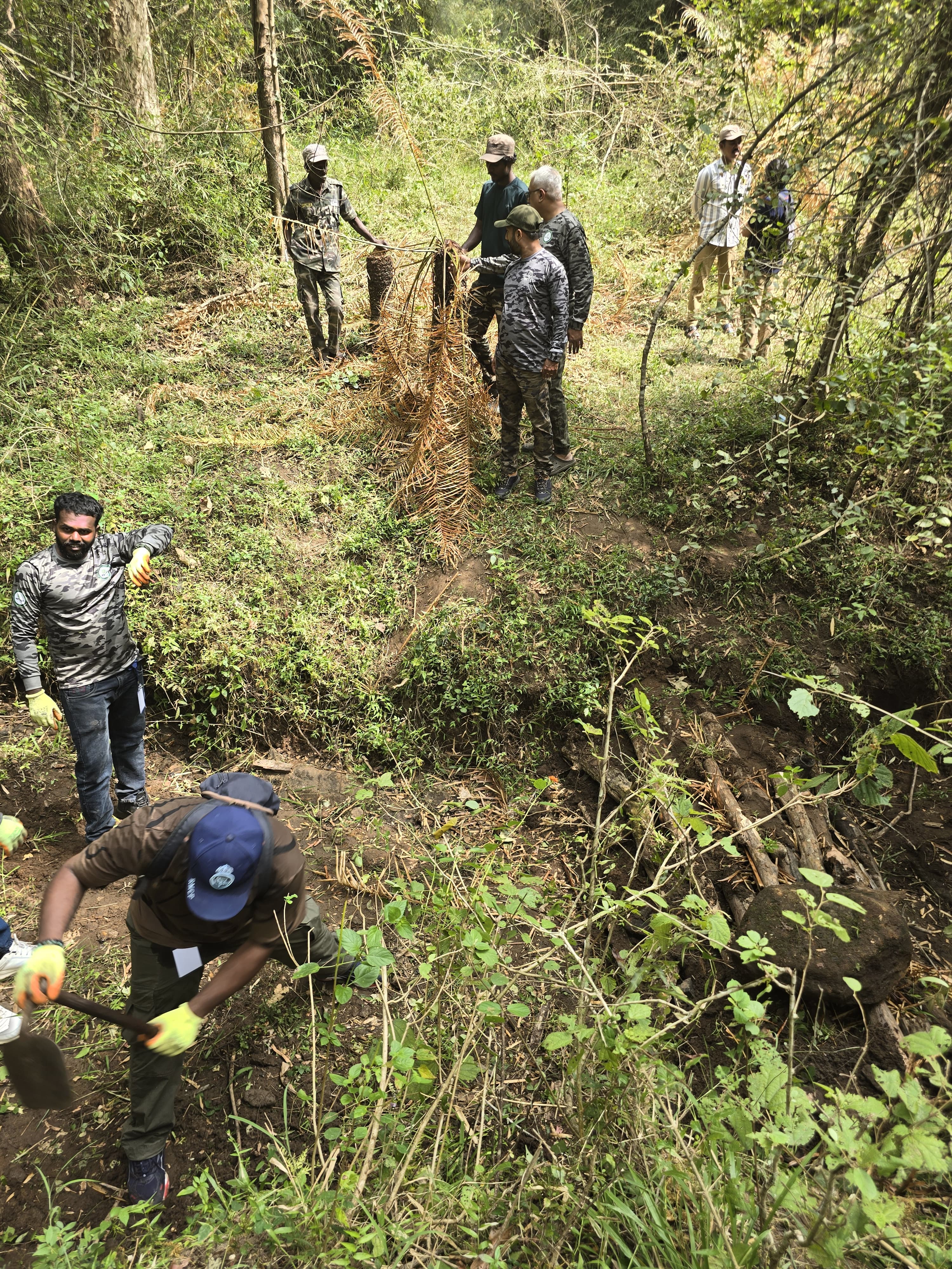 Forest restoration